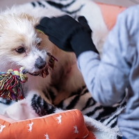 El nuevo gasto obligatorio para los dueños de perros en España