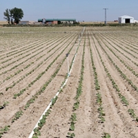 Las leguminosas: alternativa y esperanza para el campo