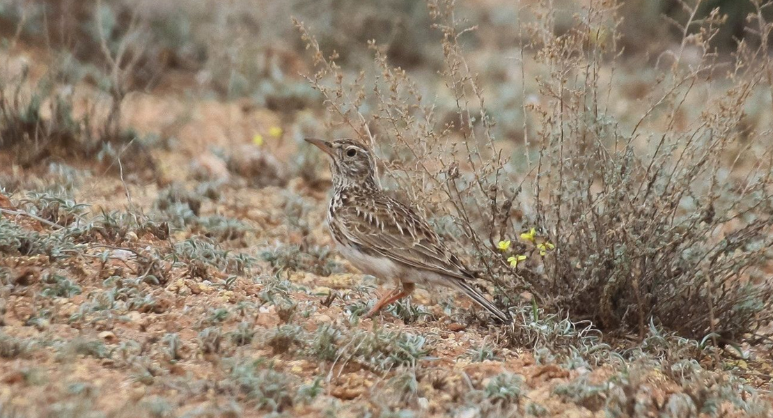 Dos aves más en peligro de extinción, una de ellas en Extremadura