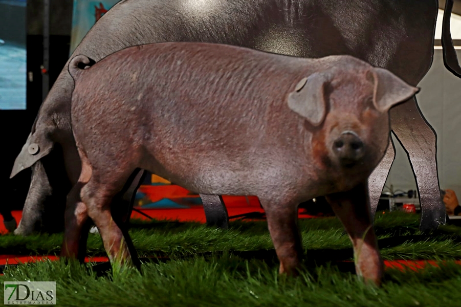 El Certamen gastronómico del Cerdo Ibérico está de aniversario con un ambiente único