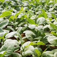 Nuevas resoluciones de pago a la producción integrada del tabaco en Extremadura