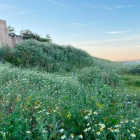 Comienza el desbroce de las laderas de La Alcazaba de Badajoz