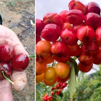 Catástrofe por las lluvias en el norte extremeño