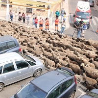 La Feria Vive la Trashumancia y el Queso Artesano de Valverde vuelve a ser un éxito otro año más