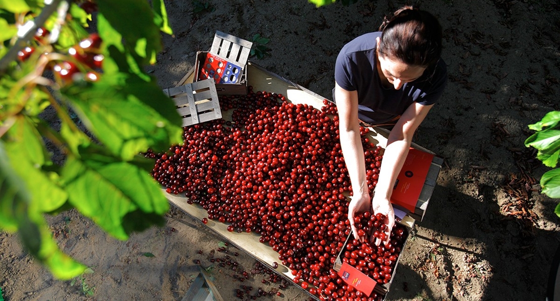 El Valle del Jerte solicitará la declaración de zona catastrófica