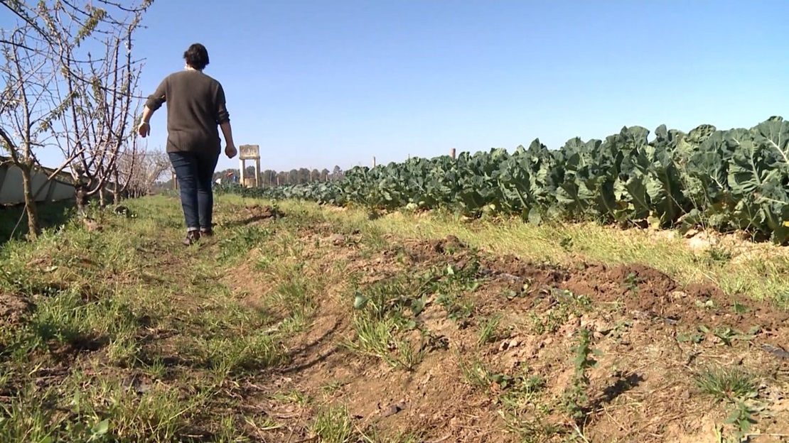 Fechas para solicitar las ayudas a jóvenes agricultores en Extremadura