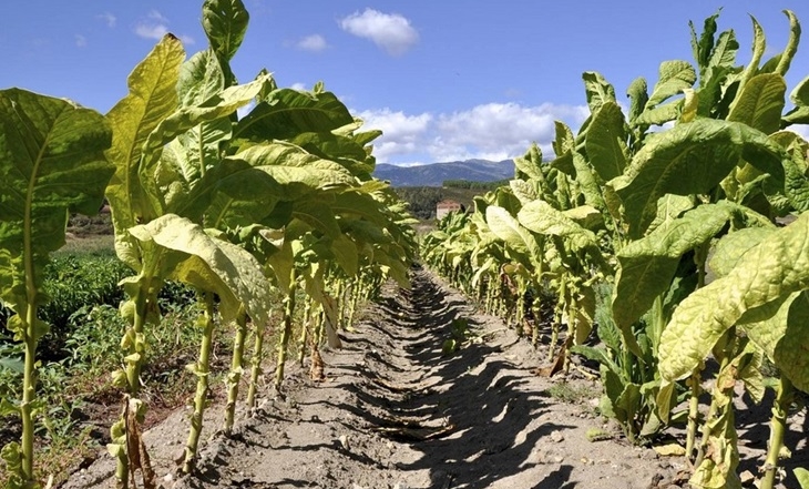 El cultivo de hoja de tabaco en Extremadura es un modelo de producción sostenible a nivel europeo