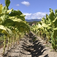 El cultivo de hoja de tabaco en Extremadura es un modelo de producción sostenible a nivel europeo