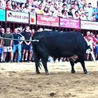 PACMA denuncia ‘hostigamiento’ a un toro en los Sanjuanes de Coria