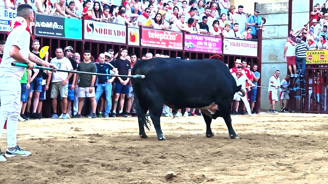 PACMA denuncia ‘hostigamiento’ a un toro en los Sanjuanes de Coria