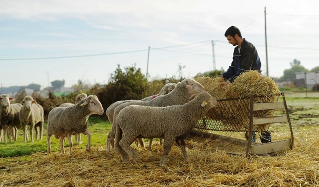 Información sobre las ayudas a explotaciones agrarias por la sequía en Extremadura