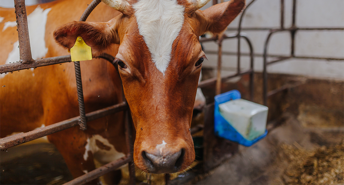 UPA: &quot;Es posible mejorar la sanidad animal sin machacar a los ganaderos&quot;