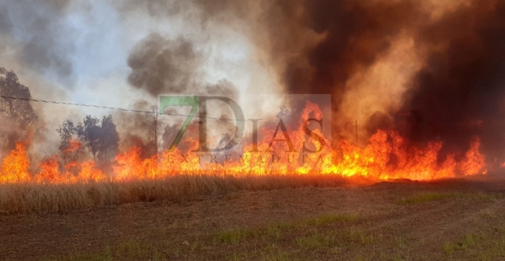 REPOR: Imágenes que deja el incendio forestal de la EX-209