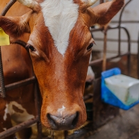 UPA: &quot;Es posible mejorar la sanidad animal sin machacar a los ganaderos&quot;