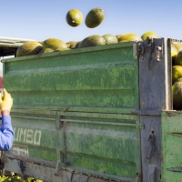 UPA denuncia distorsiones en los mercados de fruta