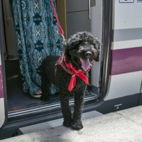 Los trenes en los que ahora se podrá viajar con mascotas de hasta 10 kg