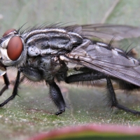 El peligro de la mosca negra para la salud pública