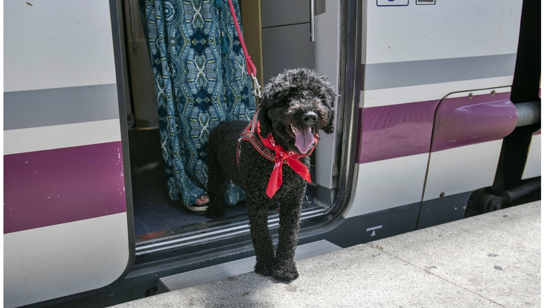 RENFE: “Se podrá viajar con mascotas hasta 10kg en los trenes Avlo de alta velocidad”