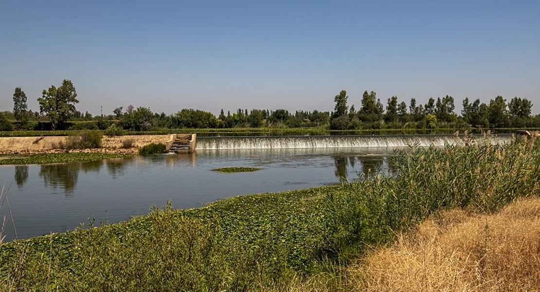 Continúa la lucha para acabar con el camalote en el río Guadiana a su paso por Badajoz