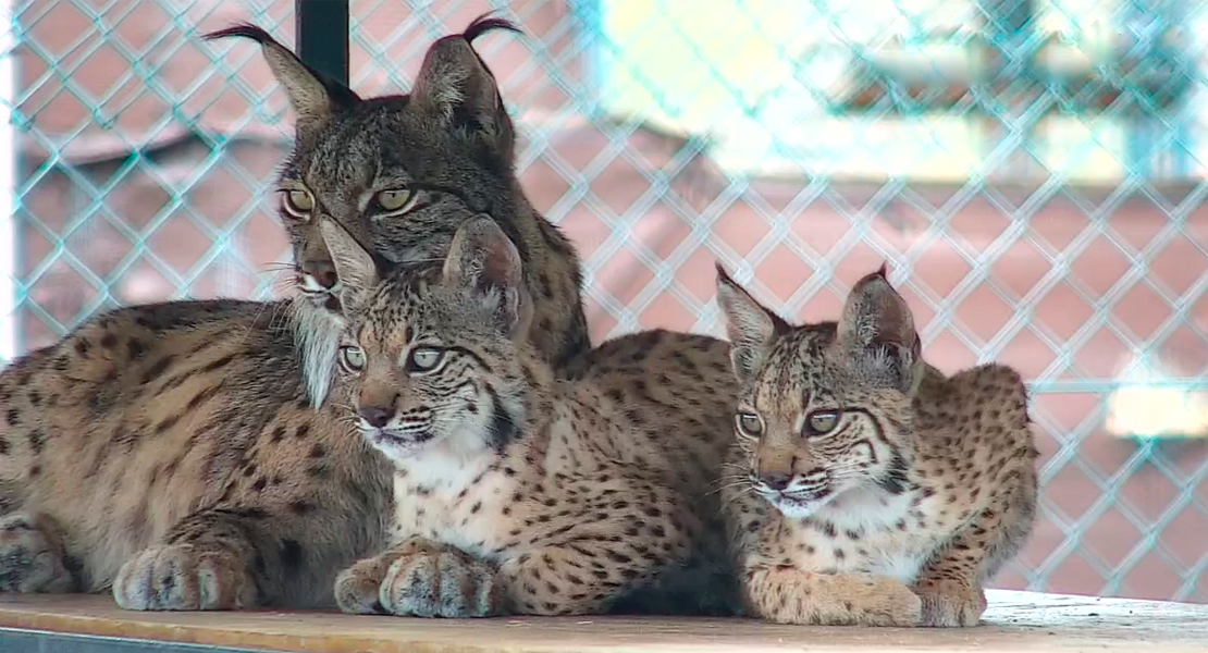 Las redes sociales eligen los nombres de los nuevos linces de Extremadura