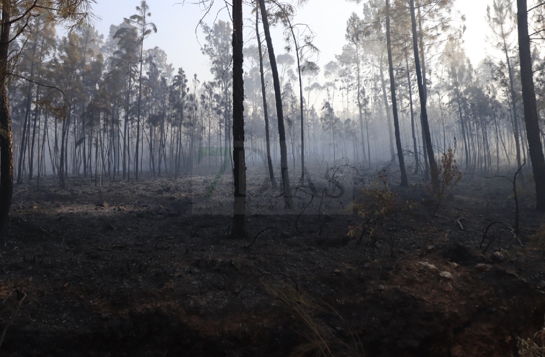 Así está la situación en el incendio de Portugal