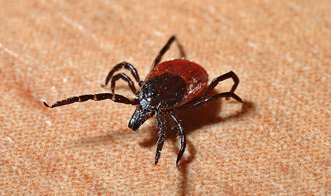 La extrema ola de calor dispara la plaga de garrapatas