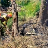 Un helicóptero y Bomberos Forestales del INFOEX movilizados por un incendio en Vegas Altas