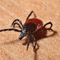 La extrema ola de calor dispara la plaga de garrapatas