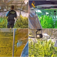 Desmantelada una gran plantación de marihuana en Extremadura