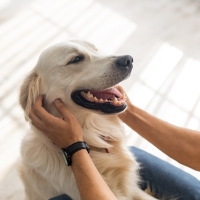 Si tienes perro, esta nueva ley te afectará