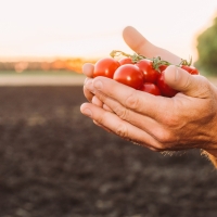 Destinan 2,3 M€ a agricultores y ganaderos que inician su actividad en Extremadura