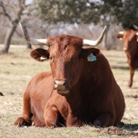 Nuevo sello de calidad alimentaria para Extremadura