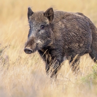 El equipo de arqueros ha abatido ya 45 jabalíes en Cáceres