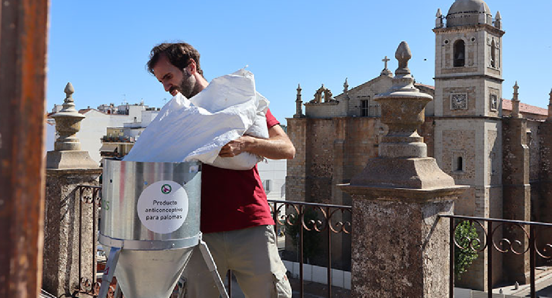 El número de palomas sigue creciendo en Don Benito y se ven obligados a tomar medidas