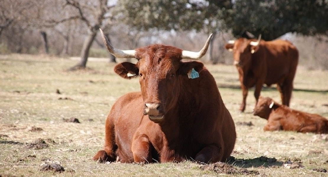 Nuevo sello de calidad para Extremadura