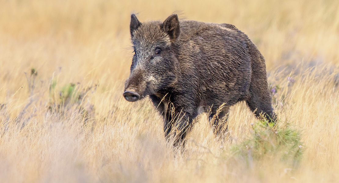 El equipo de arqueros ha abatido ya 45 jabalíes en Cáceres