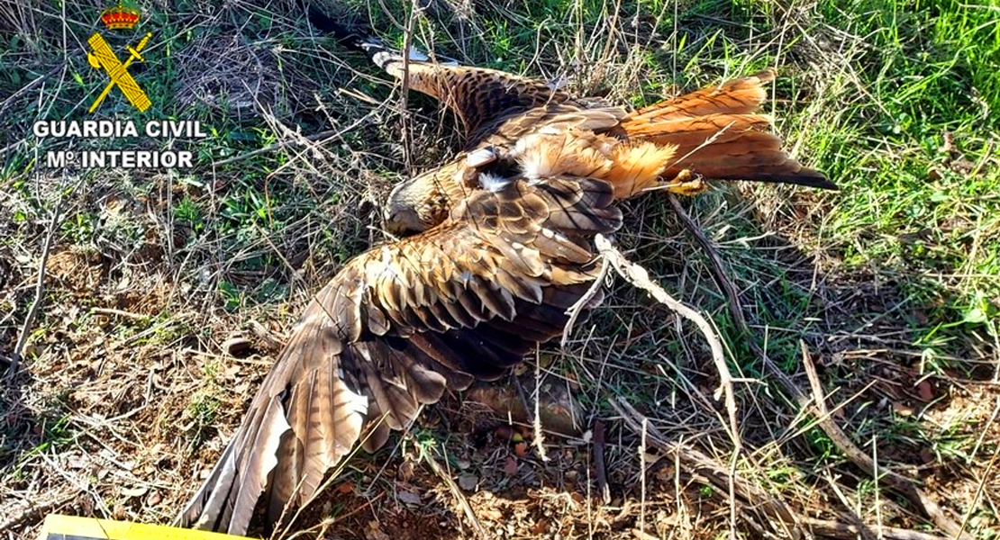 Usa veneno para las ratas y acaban muriendo dos especies protegidas en Extremadura