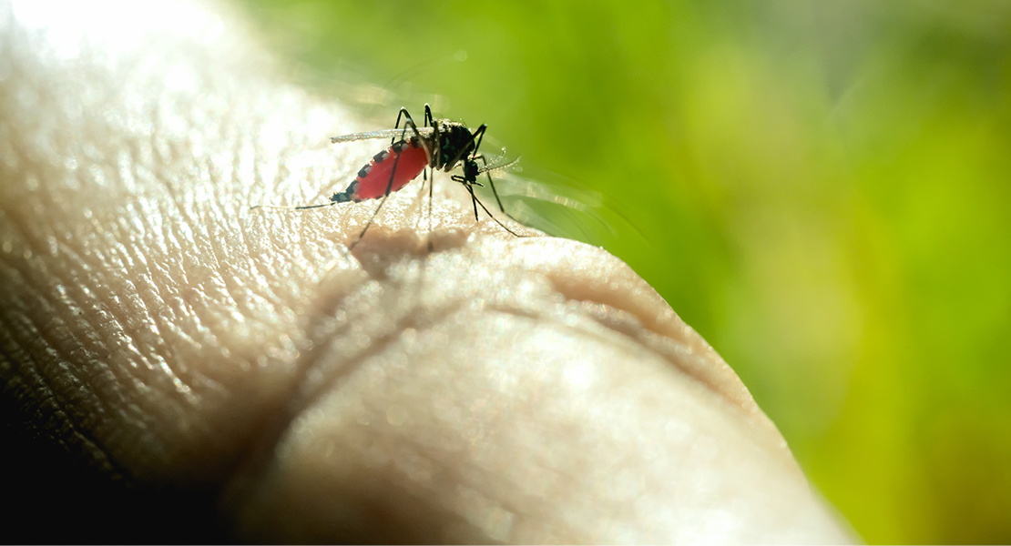 Dos infectados con el virus del Nilo en la provincia de Badajoz