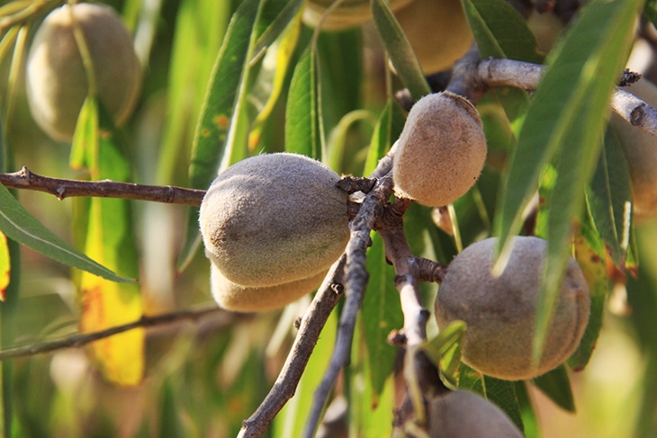 UPA denuncia un &quot;plan orquestado&quot; para acabar con el cultivo del almendro