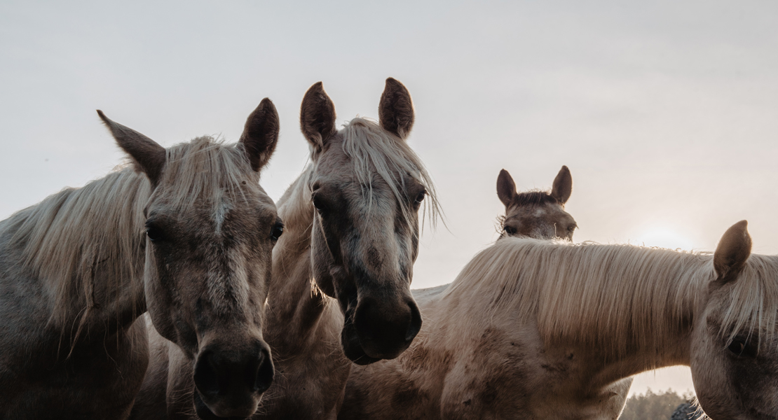 Confirmados tes casos del virus de la Fiebre del Nilo Occidente en caballos en Extremadura