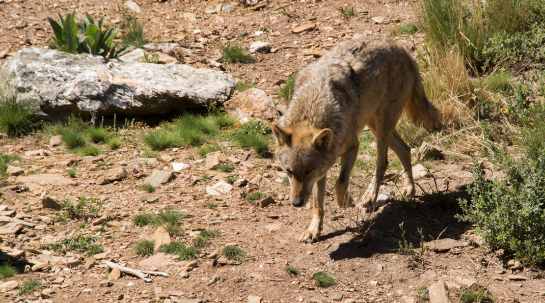 La Comisión Europea toma conciencia sobre los problemas que causa el lobo a la ganadería