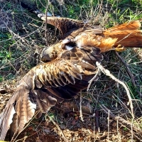 Usa veneno para las ratas y acaban muriendo dos especies protegidas en Extremadura