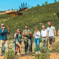 Sueltan tres águilas imperiales en Extremadura