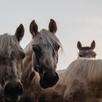 Confirmados tres casos del virus de la Fiebre del Nilo Occidente en caballos en Extremadura