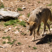 La Comisión Europea toma conciencia sobre los problemas que causa el lobo en la ganadería