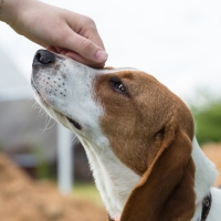 Entra en vigor la Ley de Bienestar Animal: multas de hasta 200.000 € y curso obligatorio