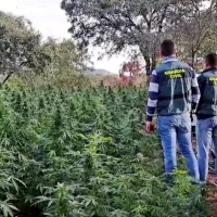 Operación Miller en Extremadura: desmantelan una plantación de marihuana en una finca