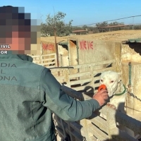 Delito de maltrato animal en Extremadura: mutilaciones a perros