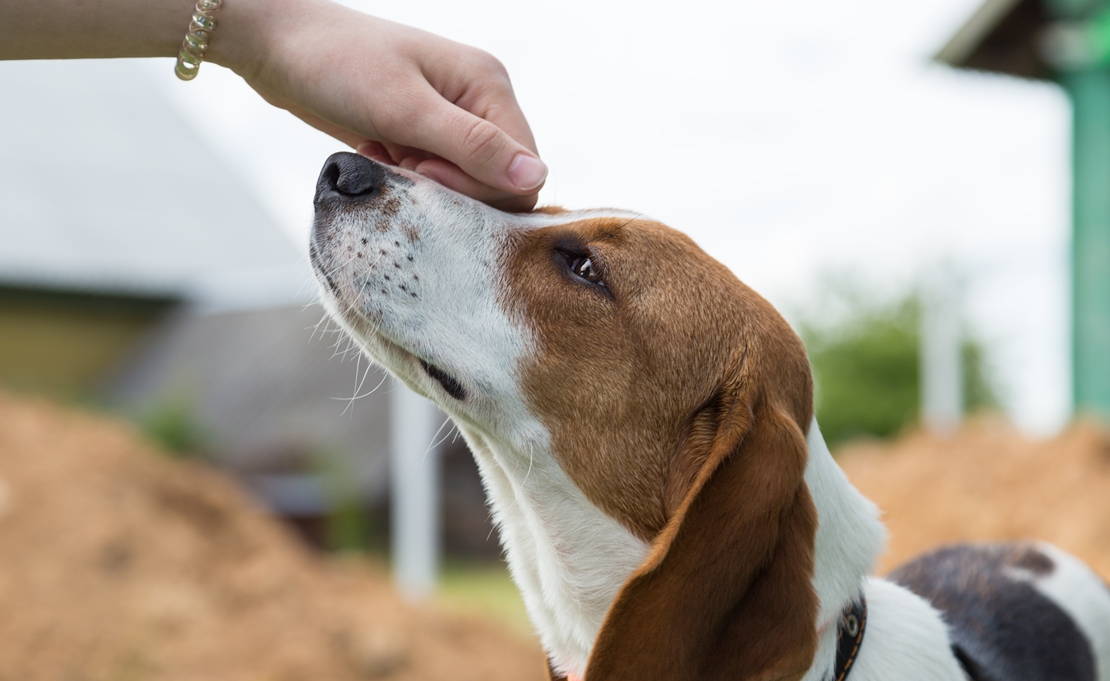 Entra en vigor la Ley de Bienestar Animal: multas de hasta 200.000 euros y curso obligatorio