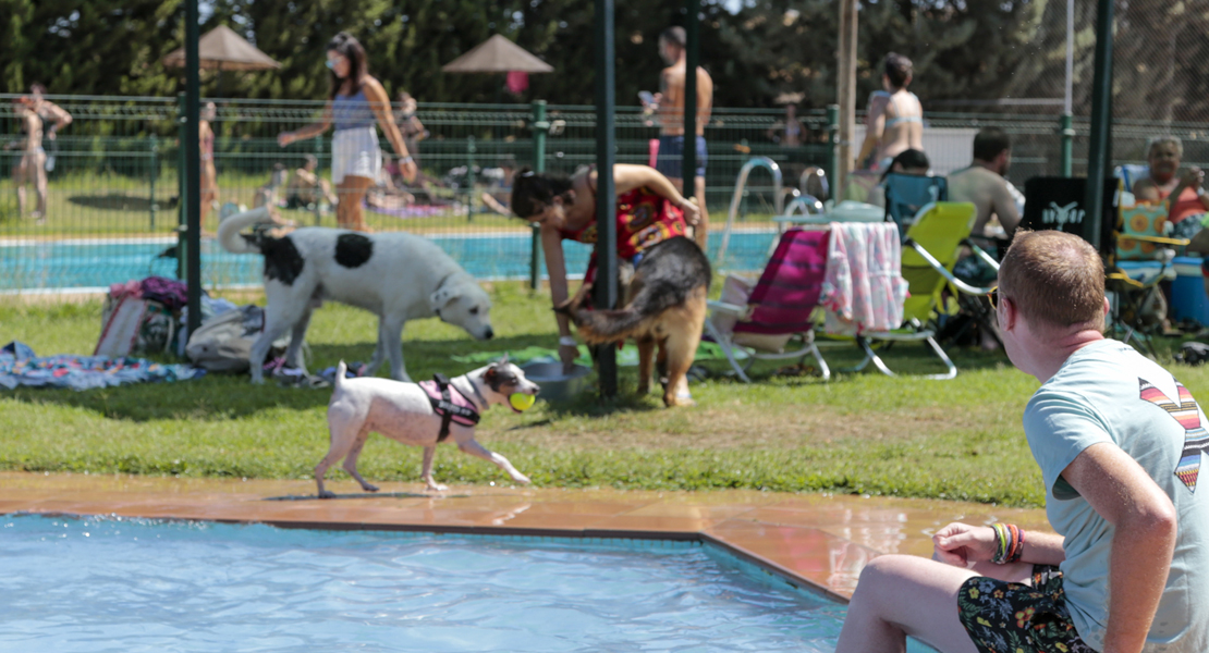 Mérida acoge la VI edición de ‘Patas al agua’ donde los perros son protagonistas